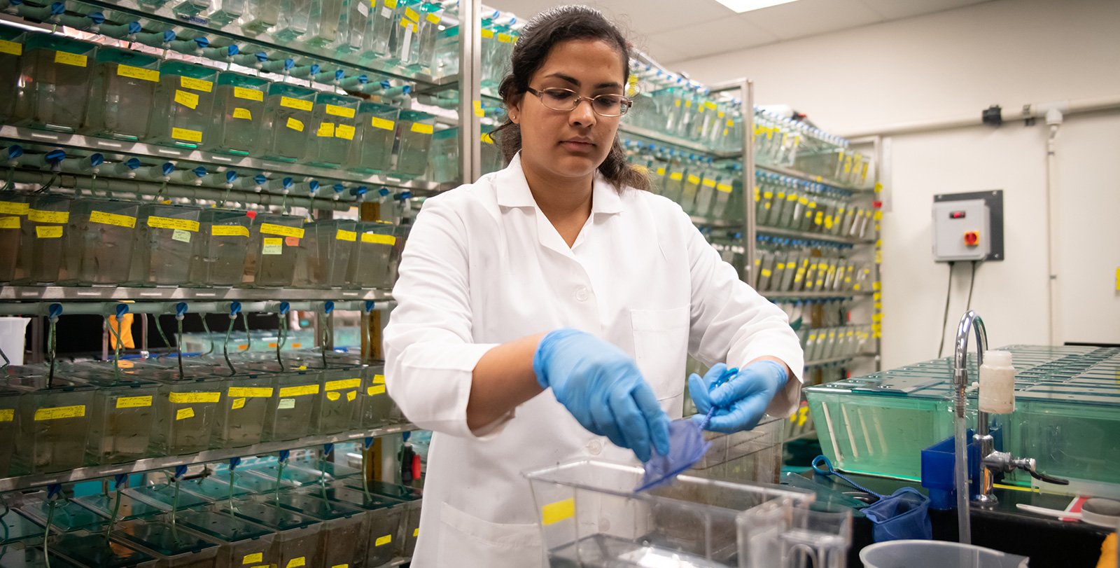 woman works with zebrafish in scientific lab
