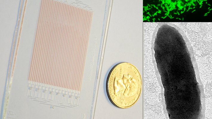 glass SlipChip for growing microbes, shown next to a US quarter