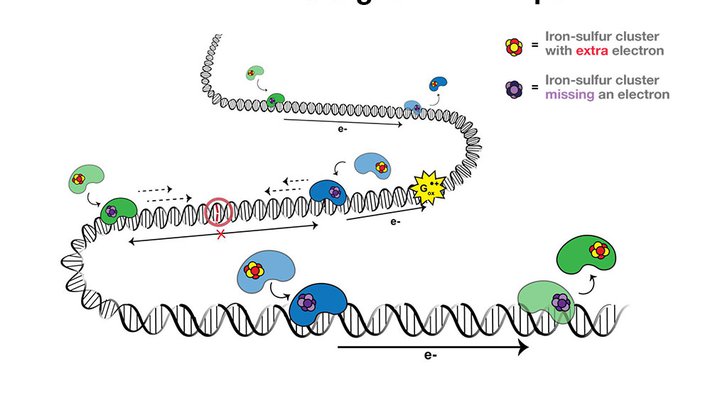 Cartoon of "DNA chart transport"