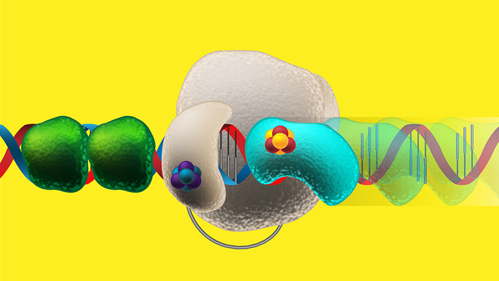 Illustration of DNA replication