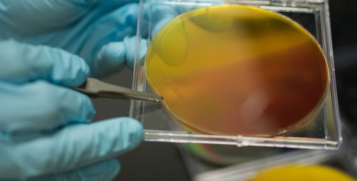 close-up research photo