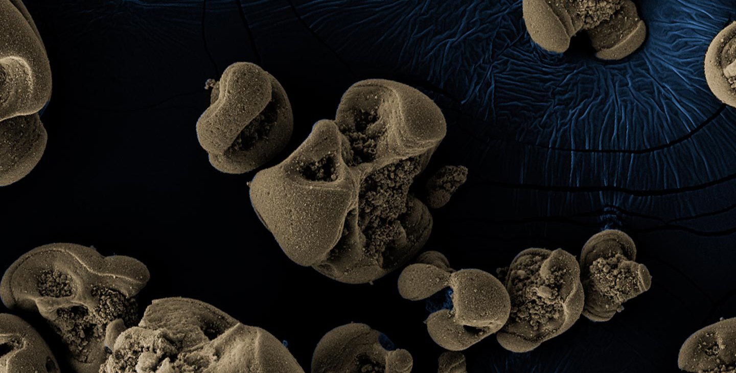 Scanning electron micrographs of manganese nodules.