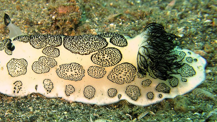 A black-and-white sea slug crawls over an ocean bottom.