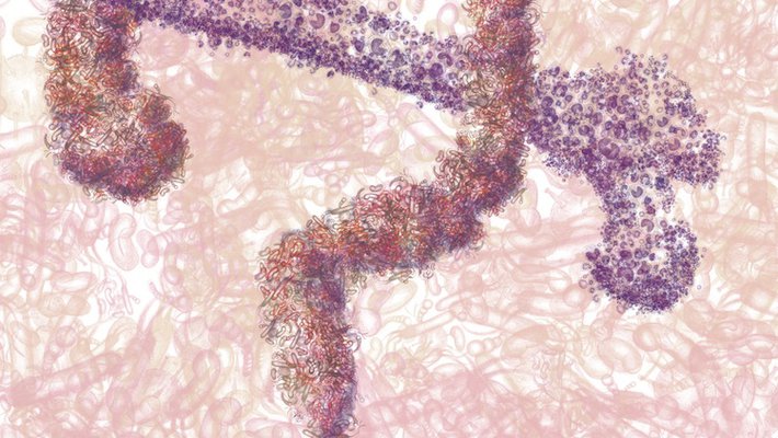 An artist’s representation of gut microbes promoting hematopoiesis.