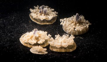 Multiple Cassiopea jellyfish on the bottom of a tank.