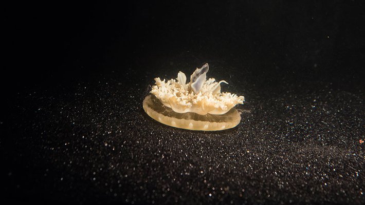 A single Cassiopea jellyfish.