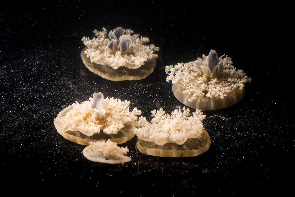 Multiple Cassiopea jellyfish on the bottom of a tank.