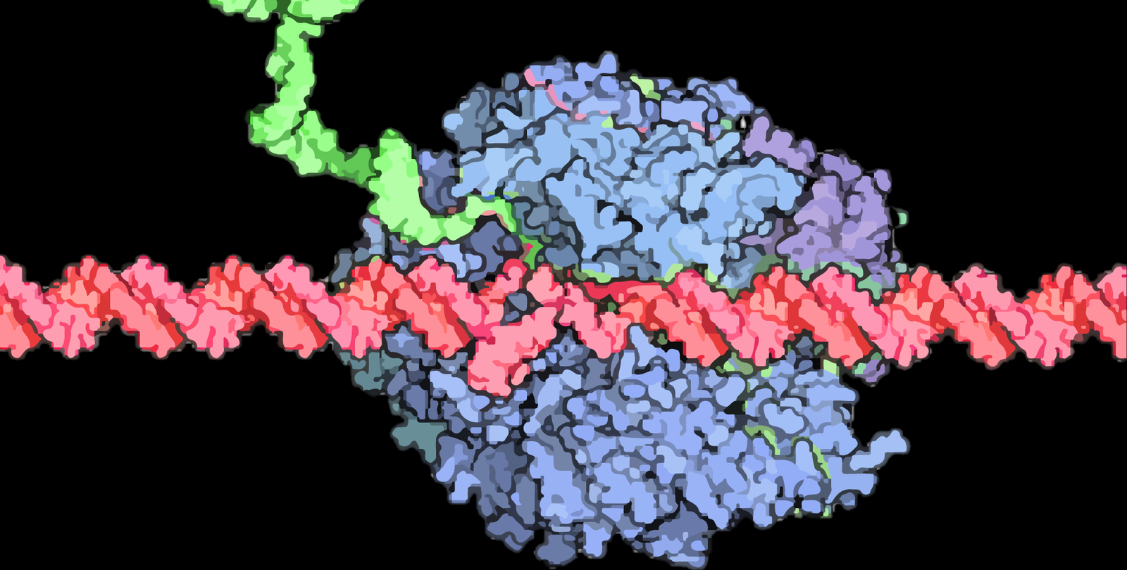 An RNA Polymerase II enzyme (blue blob) reads a strand of DNA (red string) and makes an RNA copy of it (green string).