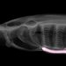 A black and white x-ray-like scan of an oval structure with a long pink appendage near the bottom