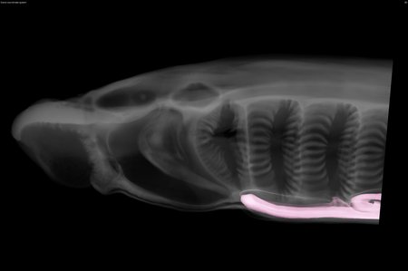 A black and white x-ray-like scan of an oval structure with a long pink appendage near the bottom