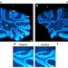 Mouse brain slices show in glowing blue. The images that show quantum imaging are clearer.