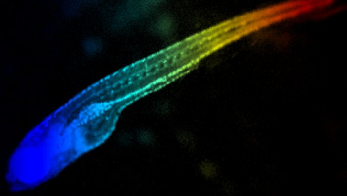 A zebrafish is shown imaged in rainbow colors related to light transmittance.