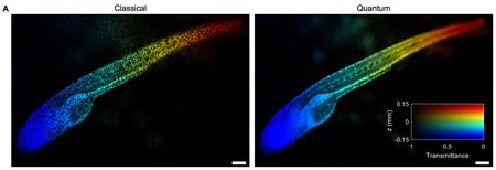 A zebrafish is shown imaged classically on the left and with ICE on the right, both in rainbow colors related to light transmittance. The classical image shows lots of black imperfections. The quantum image shows far fewer.