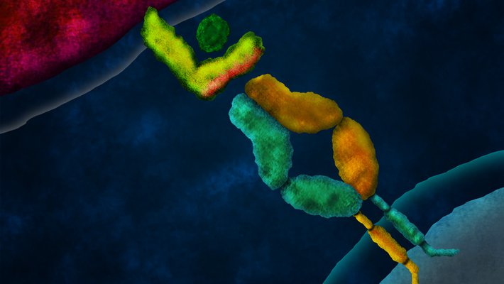 Artist’s concept of a domain-swapped T cell receptor (TCR) engaging a peptide presented by a tumor cell. In TCR gene therapy, genes encoding a tumor-specific TCR are introduced to a patient’s T cells, retargeting them to attack cancer cells.