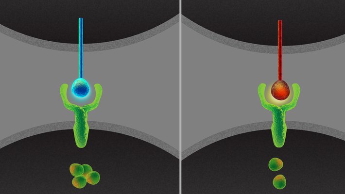 Artist's concept of a cell expressing the Delta1 ligand (left) and a cell expressing the Delta4 ligand (right). While these two ligands activate cellular receptors in the same way, they do so in different patterns over time.