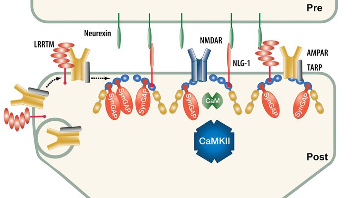 Pre-phosphorylation