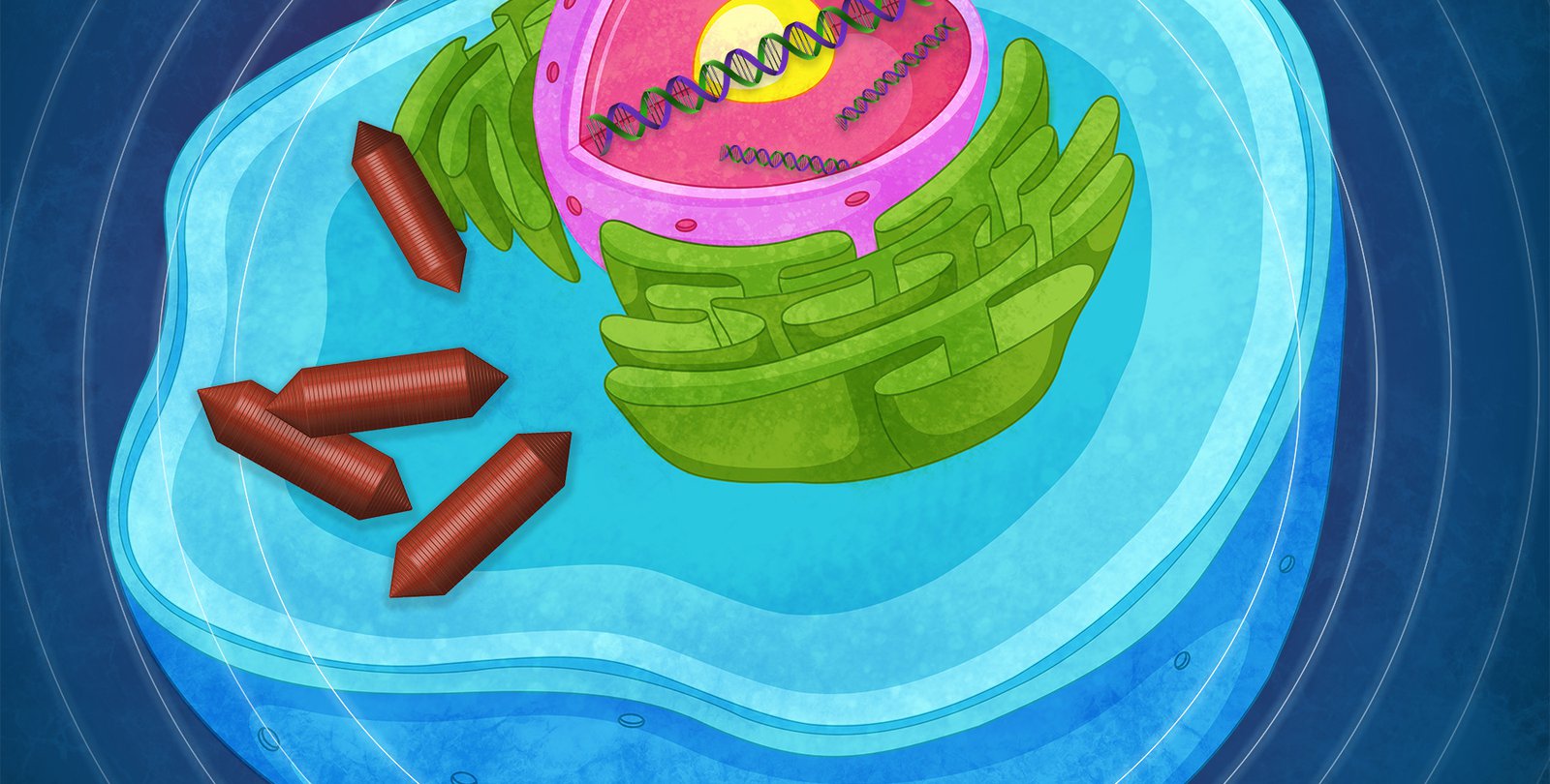 An artist's representation of a cell with gas-filled vesicles inside.