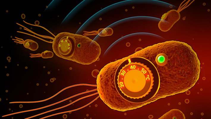 graphic showing temperature regulation of bacteria