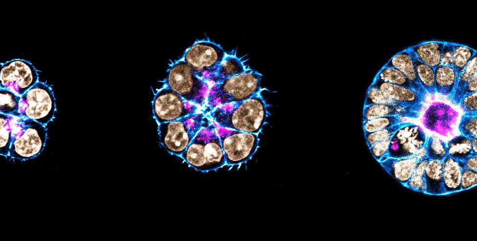 An evolving mouse embryo