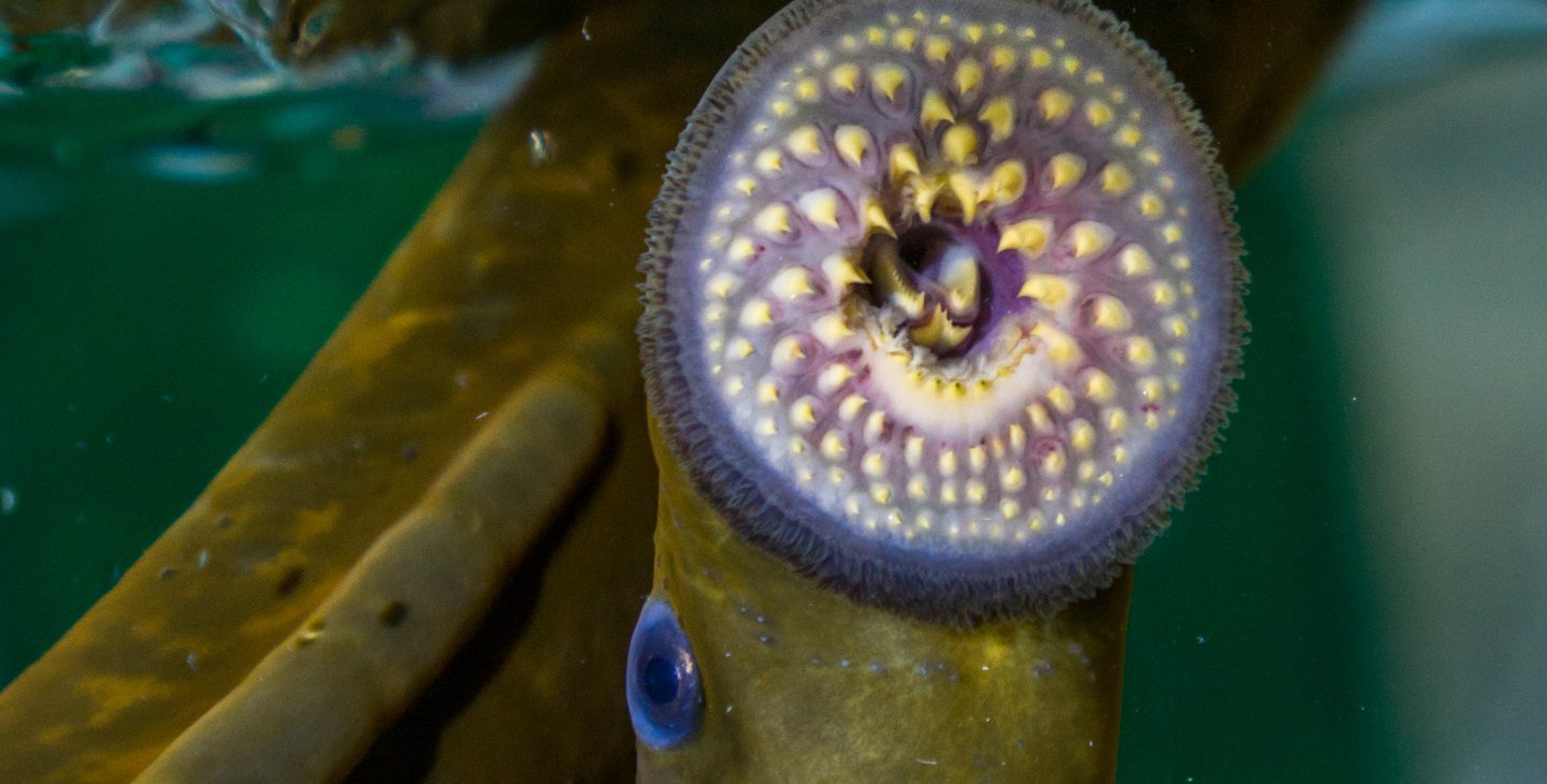 A lamprey's open mouth