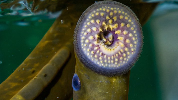 A lamprey's open mouth