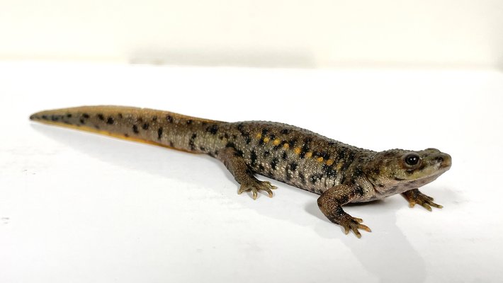 A small brown salamander