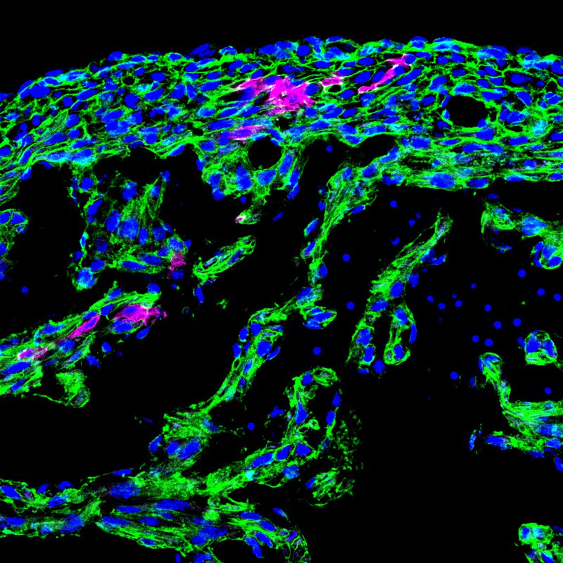 Colorful image of cells stained blue, green, and magenta