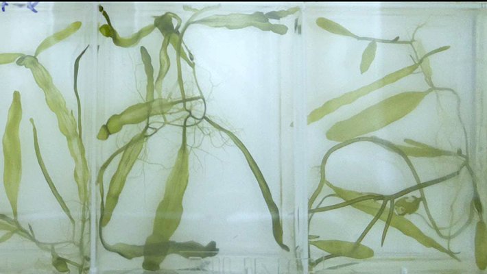 A vibrant green plant with long thin leaves