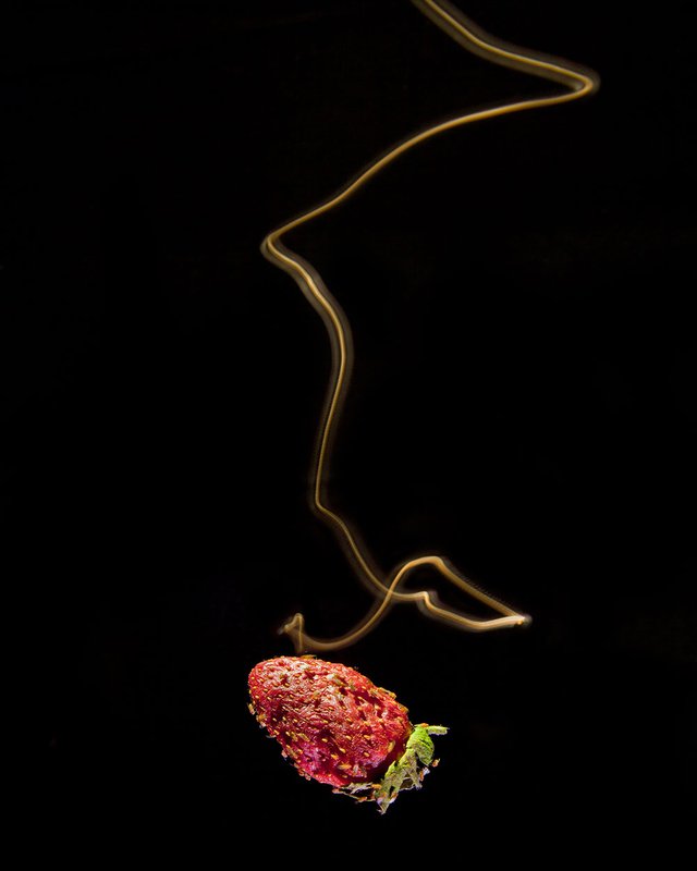 Tracing the path of a fruit fly as it searches for food