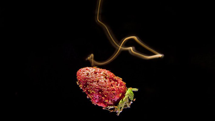 Trajectory of a fruit fly as it finds food