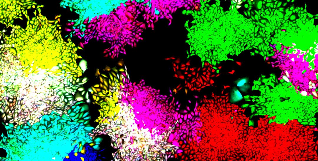 Groups of differently colored cells. The same color cells are grouped together