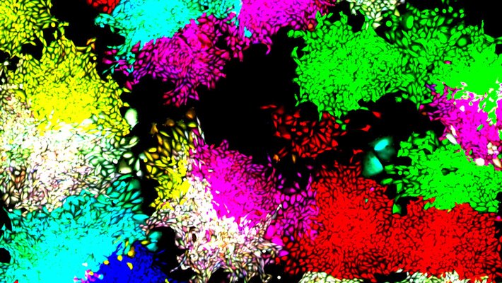 Groups of differently colored cells. The same color cells are grouped together