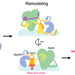 A multi-step process is illustrated, showing recruitment, remodeling, and sequential nascent protein processing involving NAC shown in yellow.