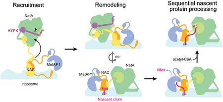 A multi-step process is illustrated, showing recruitment, remodeling, and sequential nascent protein processing involving NAC shown in yellow.