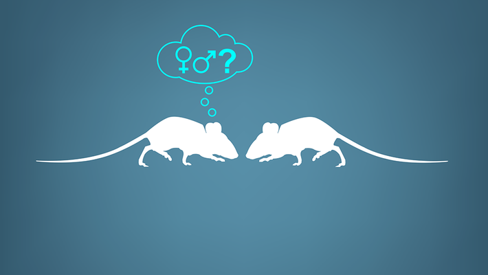 Illustration of two mice interacting