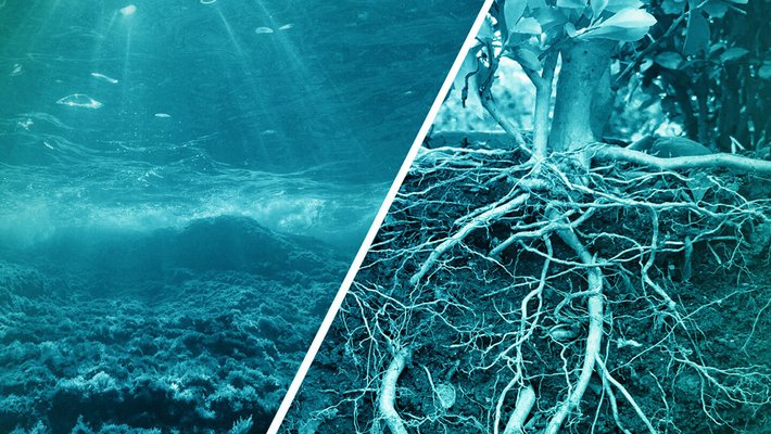 Filtered image of plant roots and light shining underwater