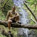 A person sits on a thick horizontal branch in a natural grotto vivid with ferns and herbaceous plants, as a waterfall streams down the gray rock wall in the background