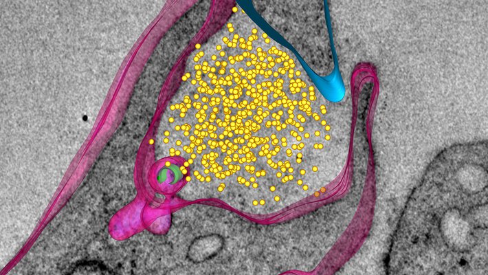 research image from the Bjorkman Lab