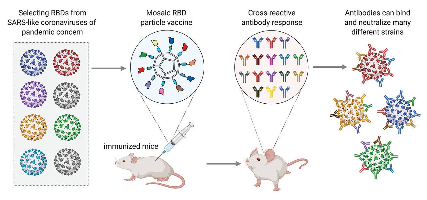 Several coronaviruses of concern are shown using different colors to label them. The vaccine induces mice to produce antibodies that match the virus colors, and thus can bind and neutralize many different strains of coronavirus.