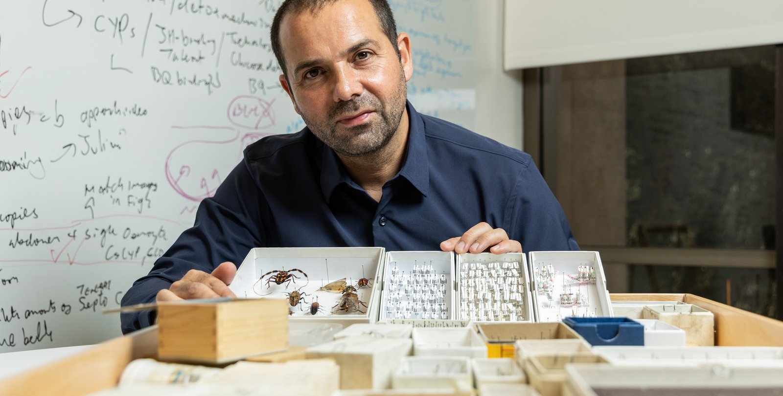 A man in front of a whiteboard displays a collection of insects