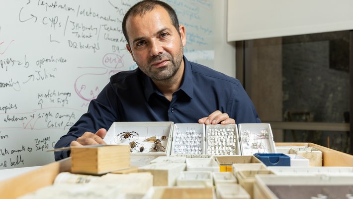 A man in front of a whiteboard displays a collection of insects