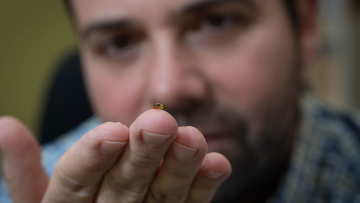 Joe Parker holds an ancient fossilized beetle