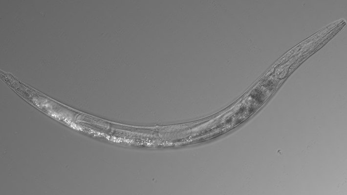 An image of a worm