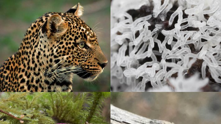 A collage showing a variety of lifeforms