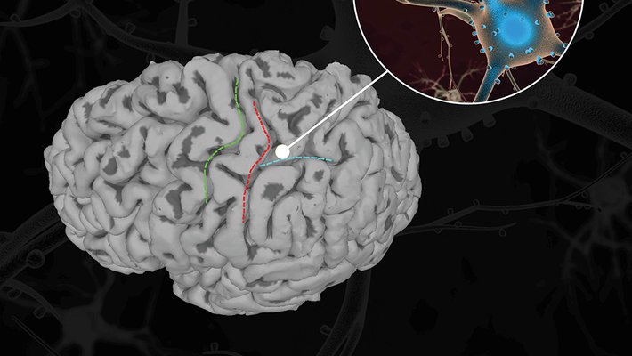 a diagram of a brain