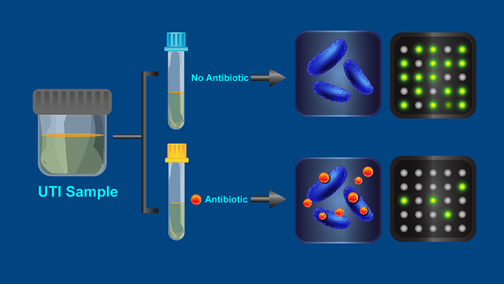 A visualization of how the antibiotic resistance test works. 
