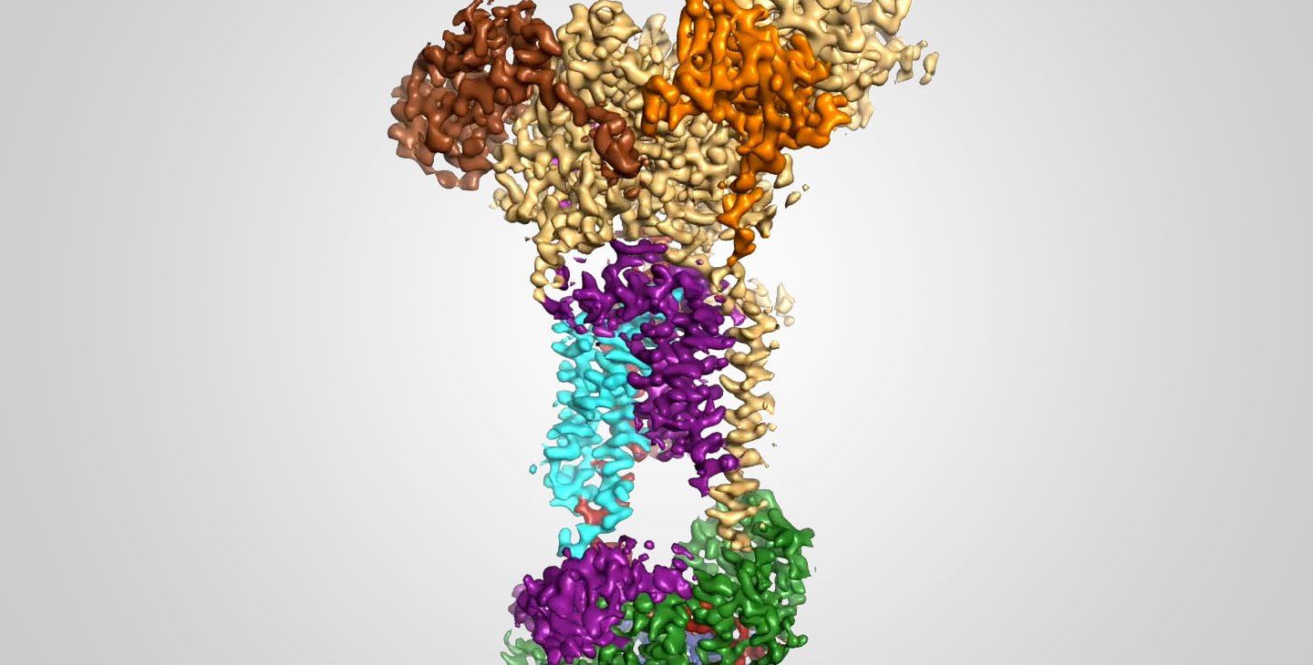 A 3D protein structure with colored components