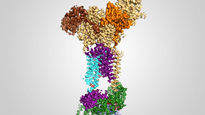 A 3D protein structure with colored components