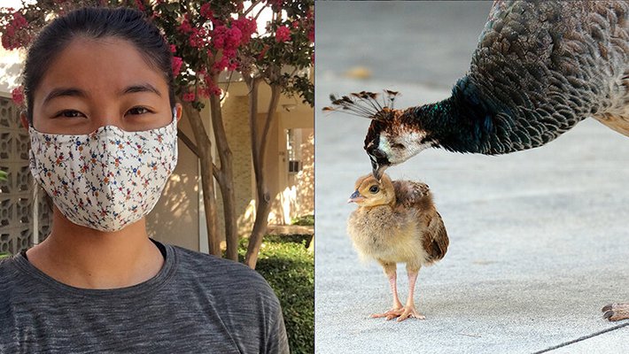 Renee Wang wearing a face covering next to a photo of an adult and baby peacock