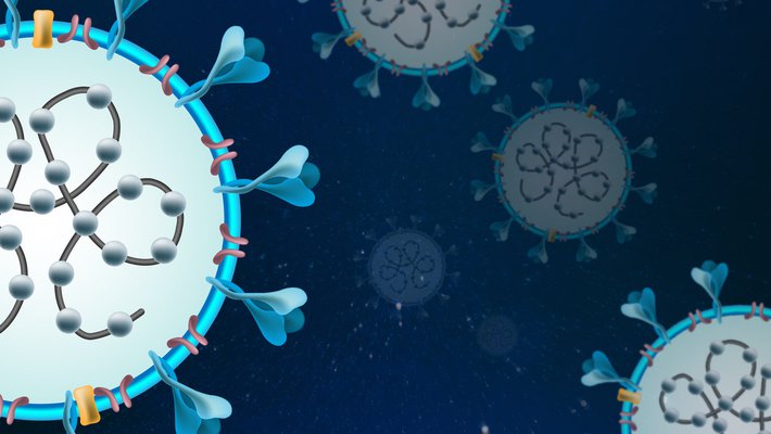 Diagram of SARS-CoV-2